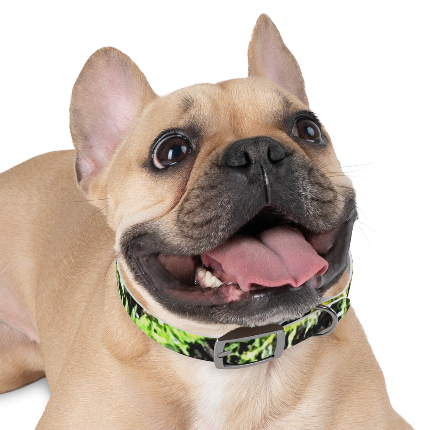 Dog Collar Odor & Stain Resistant